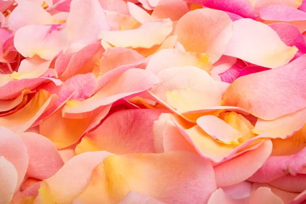 Rosa Rosenblätter Isoliert Auf Weißem Hintergrund — Stockfoto