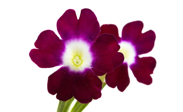 Verbena Flor Isolada Sobre Fundo Branco — Fotografia de Stock