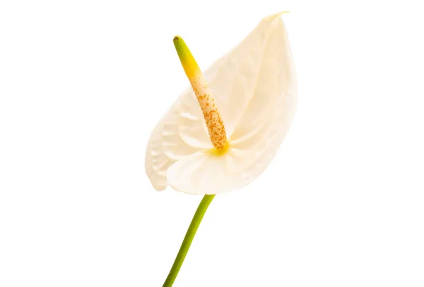 Beautiful Anthurium Flower Isolated White Background — Stock Photo, Image