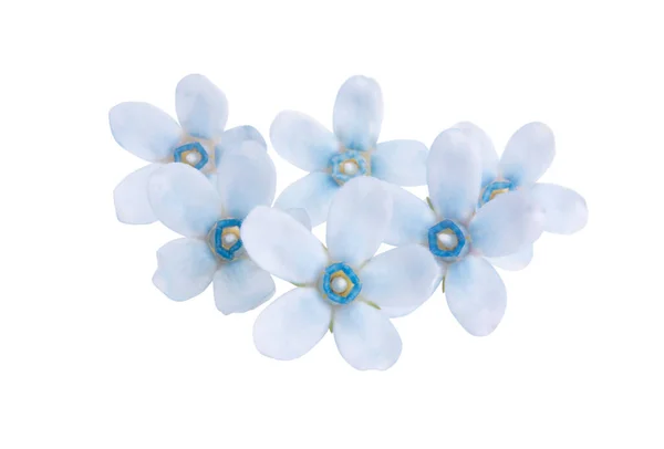 Beyaz Arkaplanda Izole Edilmiş Oxypetalum Çiçeği — Stok fotoğraf