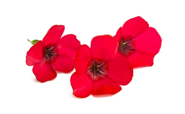 Röd Lin Blomma Isolerad Vit Bakgrund — Stockfoto