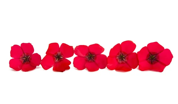 Red Flax Flower Isolated White Background — Stock Photo, Image