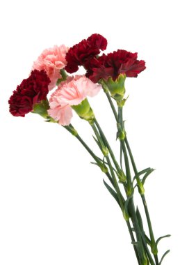 Beyaz arka planda izole edilmiş güzel karanfil.