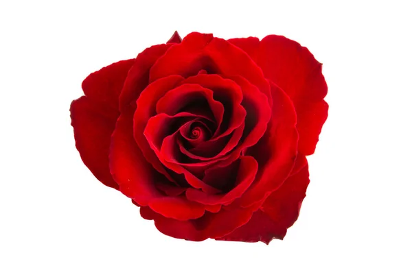 Belle Rose Rosse Isolate Sfondo Bianco — Foto Stock