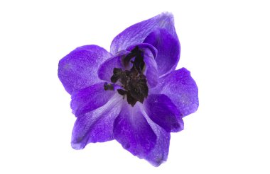 Delphinium beyaz arkaplanda izole edildi