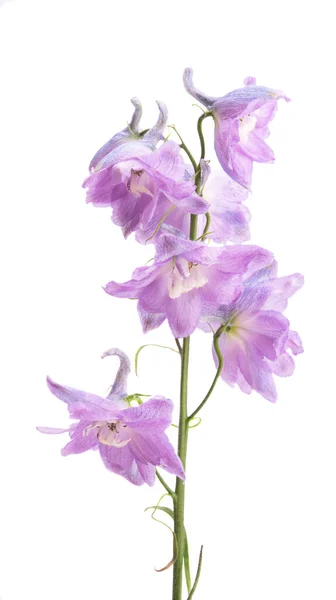 Delphinium Geïsoleerd Witte Achtergrond — Stockfoto