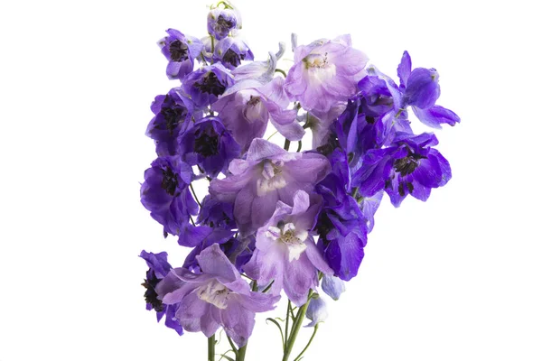 Delphinium Isolado Sobre Fundo Branco — Fotografia de Stock