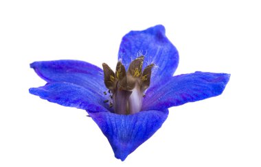 blue delphinium isolated on white background clipart