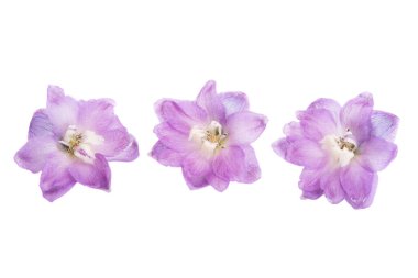 beyaz arkaplanda izole edilmiş delinyum çiçeği