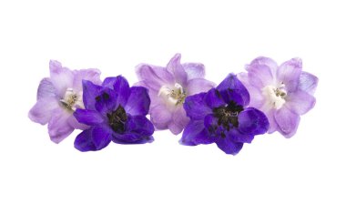 beyaz arkaplanda izole edilmiş delinyum çiçeği