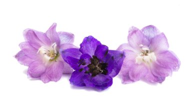 beyaz arkaplanda izole edilmiş delinyum çiçeği