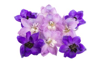 beyaz arkaplanda izole edilmiş delinyum çiçeği