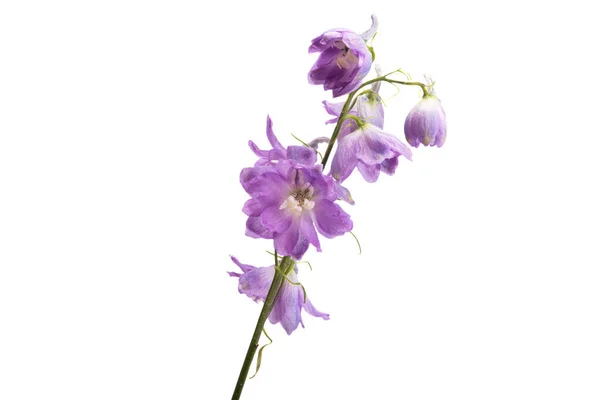 Flor Delphinium Isolado Fundo Branco — Fotografia de Stock