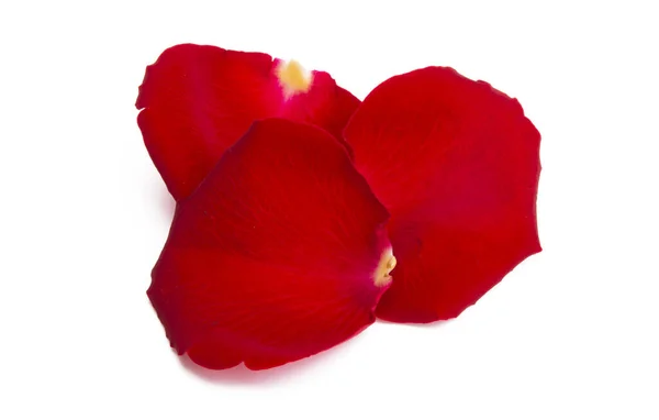 Rote Rosenblätter Isoliert Auf Weißem Hintergrund — Stockfoto
