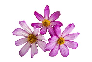 Beyaz arkaplanda kosmeya çiçekleri izole
