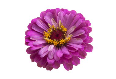 Beyaz arkaplanda izole edilmiş zinnia çiçeği