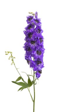 Beyaz arkaplanda izole edilmiş güzel Delphinium çiçeği