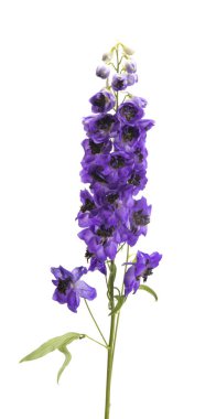 Beyaz arkaplanda izole edilmiş güzel Delphinium çiçeği