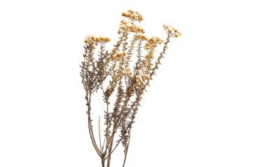 calluna beyaz arkaplanda izole edildi