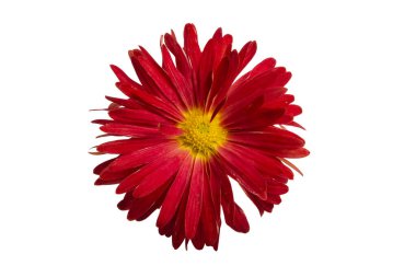 Beyaz arkaplanda kırmızı kasımpatı izole edildi