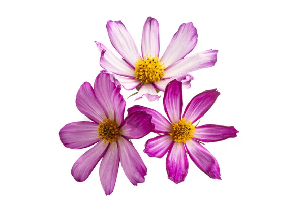 Beyaz Arkaplanda Kosmeya Çiçekleri Izole — Stok fotoğraf