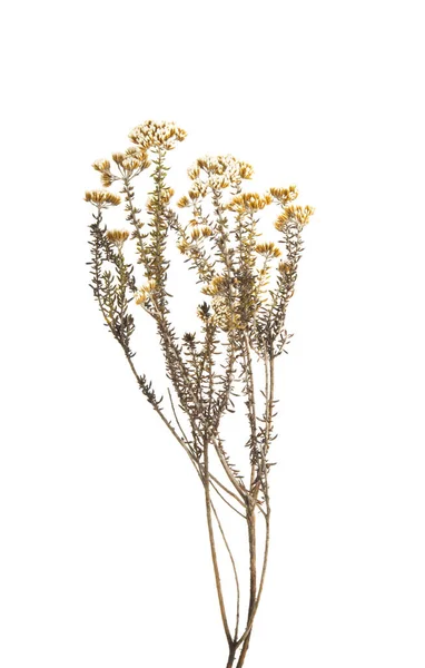 Calluna Isolata Sfondo Bianco — Foto Stock