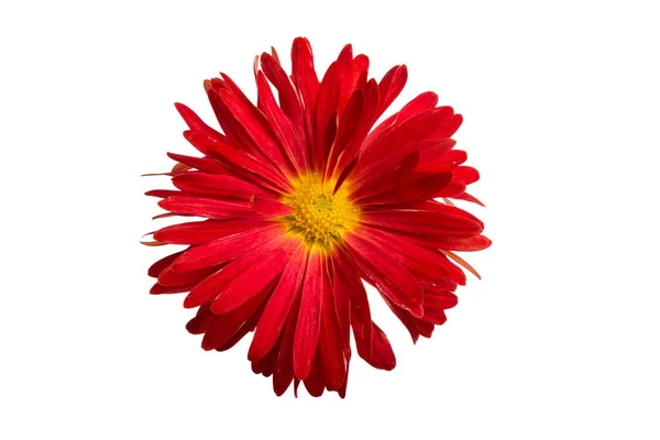在白色背景上分离的红菊花 — 图库照片