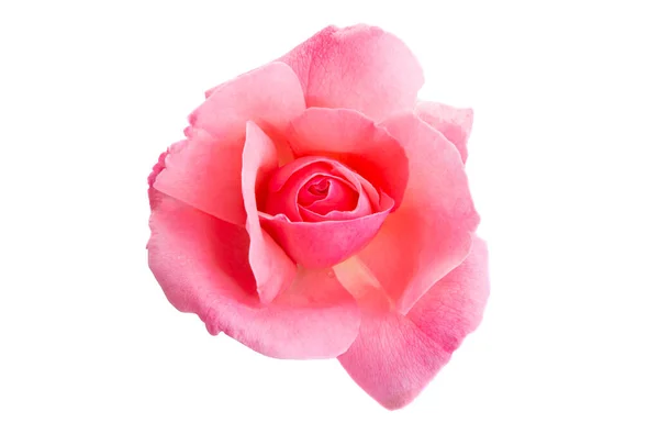 Ροζ Τριαντάφυλλα Απομονωμένα Λευκό Φόντο — Φωτογραφία Αρχείου