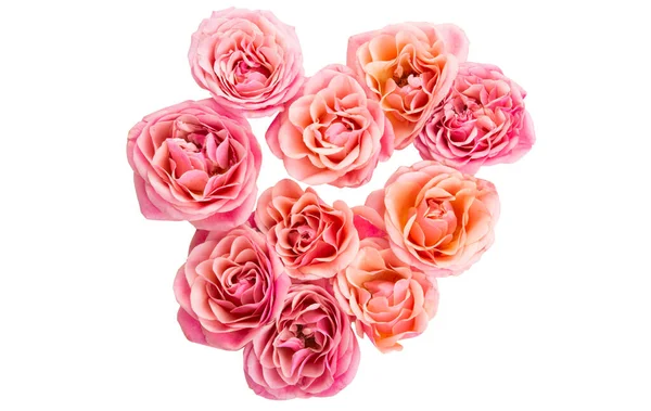 Pink Roses Isolated White Background — Stock Photo, Image