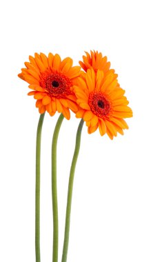 turuncu gerbera beyaz arkaplanda izole