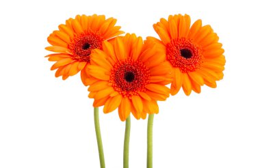 turuncu gerbera beyaz arkaplanda izole