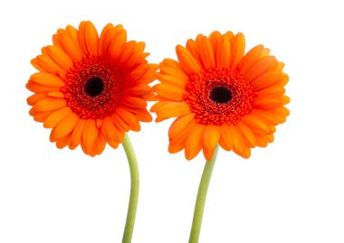 turuncu gerbera beyaz arkaplanda izole