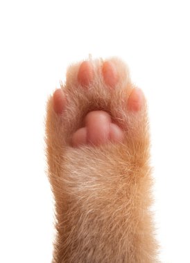 kedi patisi beyaz arkaplanda izole edildi