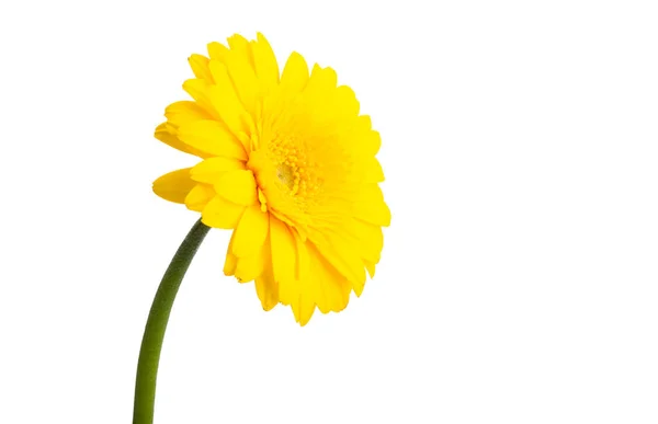 Yellow Gerbera Isolated White Background — Stock Photo, Image