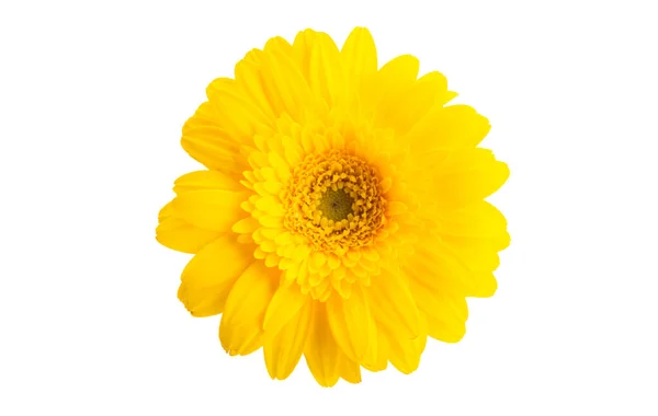 Žlutá Gerbera Izolované Bílém Pozadí — Stock fotografie
