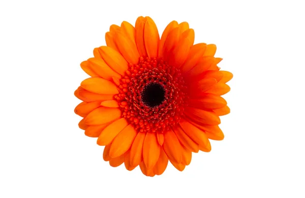 Oranžová Gerbera Izolované Bílém Pozadí — Stock fotografie