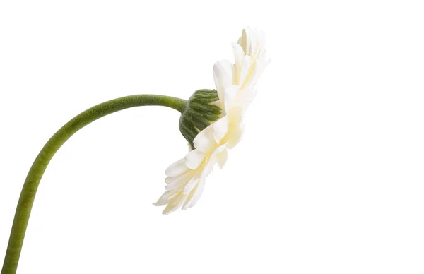 White Gerbera Isolated White Background — Stock Photo, Image