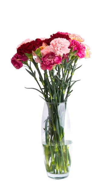 Carnation Flowers Isolated White Background — Stock Photo, Image