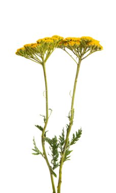 beyaz arkaplanda izole edilmiş tansy çiçeği