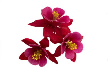 beyaz arkaplanda izole edilmiş aquilegia çiçeği