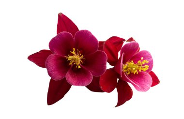 beyaz arkaplanda izole edilmiş aquilegia çiçeği