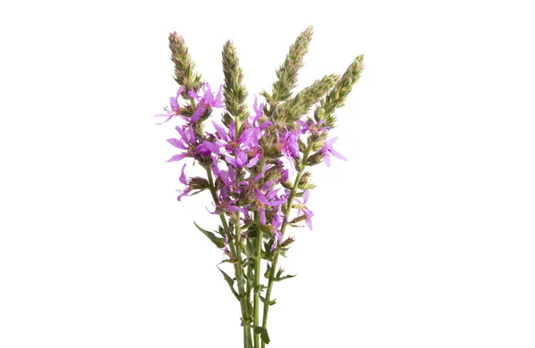 Lilac Äng Blommor Isolerad Vit Bakgrund — Stockfoto