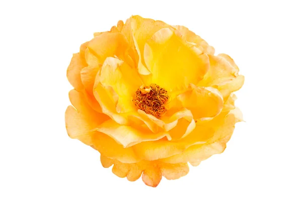 Rose Isolert Hvit Bakgrunn – stockfoto