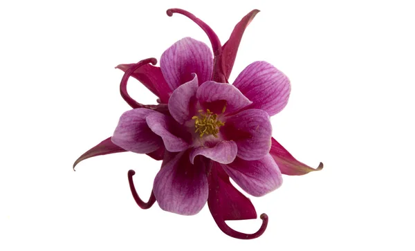 Beyaz Arkaplanda Izole Edilmiş Aquilegia Çiçeği — Stok fotoğraf