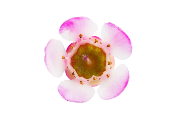 Květiny Voskové Myrtice Izolované Bílém Pozadí — Stock fotografie