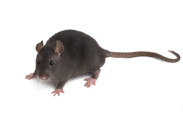 Rat Geïsoleerd Witte Achtergrond — Stockfoto