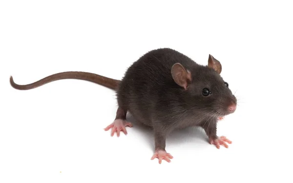 Rat Geïsoleerd Witte Achtergrond — Stockfoto