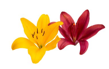 Beyaz arkaplanda izole edilmiş zambak çiçeği