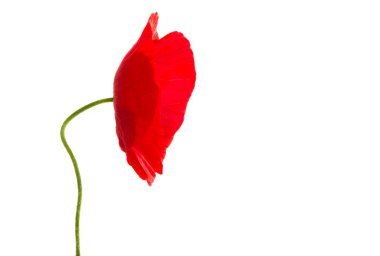 Kırmızı haşhaş beyaz arkaplanda izole edildi