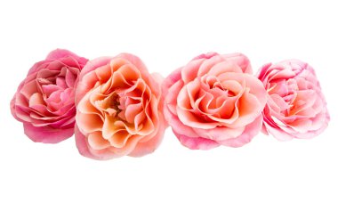 Beyaz arka planda izole edilmiş güzel pembe güller